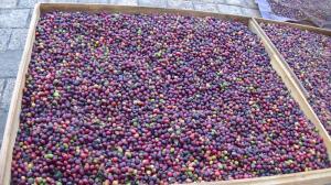 Coffee Berries Drying