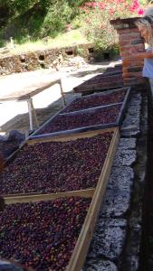 Drying And Washing Berries