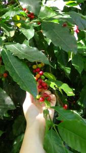 Coffee Berries On The Bush!